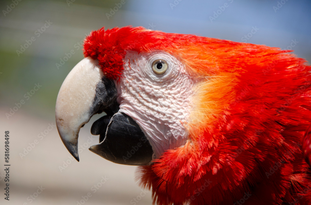 Close up of a red parrot's head (Ara macao)