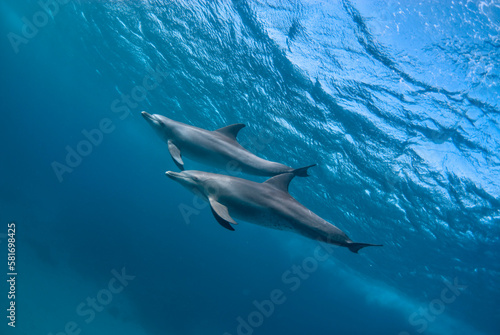 Two indic bottlenose dolphins (tursiops aduncus) swimming in the ocean © nicolas