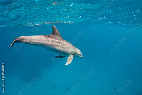 A dolphin (tursiops aduncus) swims under the surface of the ocean © nicolas