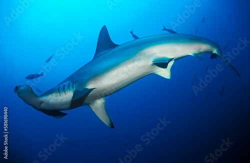 Close up of a hammerhead shark  Sphyrna lewinii  in the blue  