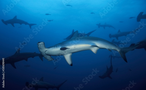 Group of scalloped hammerhead sharks (Sphyrna lewini) swimming in the ocean