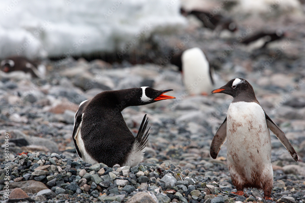 Naklejka premium A nesting gentoo penguin (Pygoscelis papua) snaps a warning to a passing bird to defend all the hard -won pebbles making up the nest.