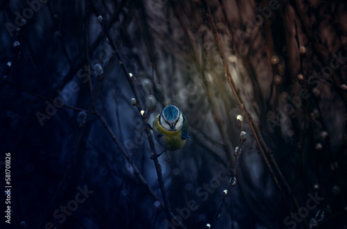 a blue tit on a willow branch in dramatic evening light