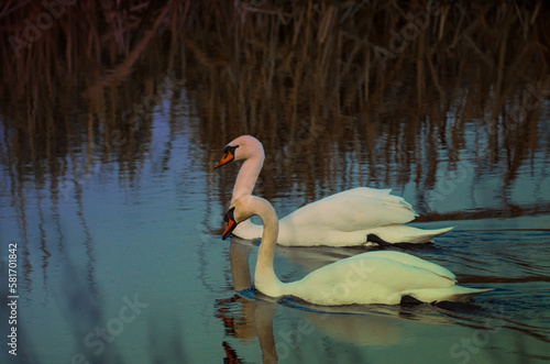 A pair of white swans on the water against a blurred background of reeds in the western lighting