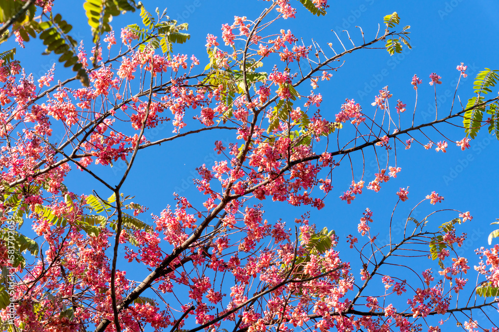 Cassia grandis (Horse cassia, Pink Shower) on blue sky Cassia grandis (Horse cassia, Pink Shower) on blue sky