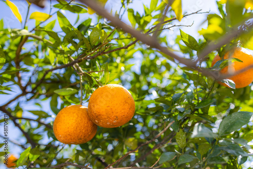 Orange tree in orange garden