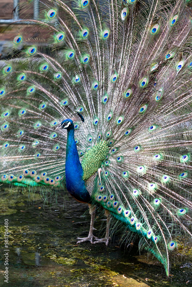 Obraz premium Photos of beautiful peacock in zoo