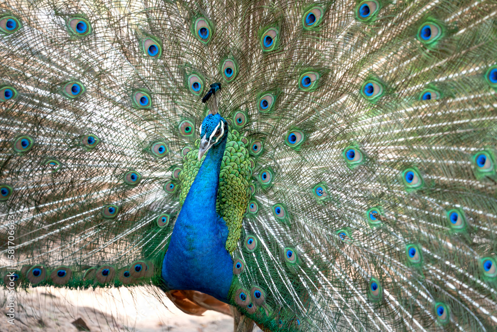 Fototapeta premium Photos of beautiful peacock in zoo