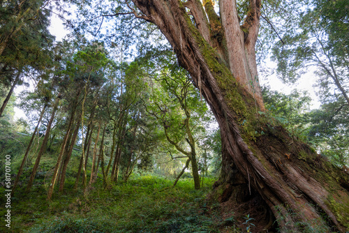 Giant Sacred Tree in Alishan of Taiwan © leungchopan