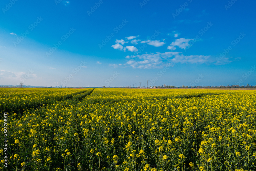 Gorgeous yellow canola field blooming rapeseed farm backlit with sunset light. Big agricultural field planted with numerous yellow flowers of field mustard blossoming in springtime. Rapeseed oil in