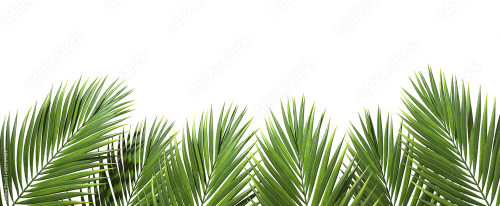 Palm trees branch foliage summertime foreground cut out backgrounds 3d realistic renderin png