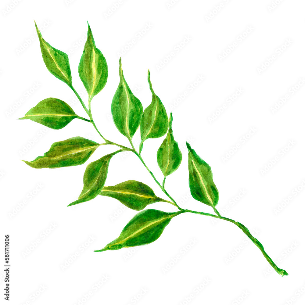 Fototapeta premium Watercolor magical herbs. Isolated on white background. Scrapbook, post card, banner, lable.