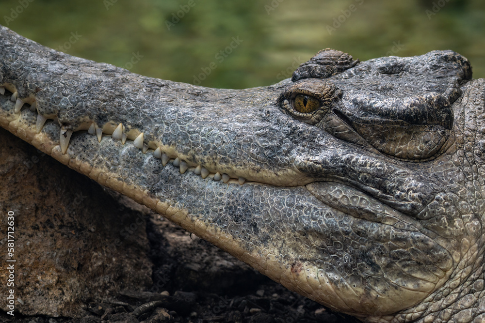 Fototapeta premium Crocodile shield close-up of the head resting on a stone.