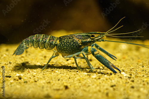 Red-necked crayfish in close-up under the surface.