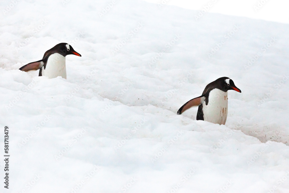 Fototapeta premium Two gentoo penguins (Pygoscelis papua) waddle along a penguin highway between nesting colony and the ocean to find food.
