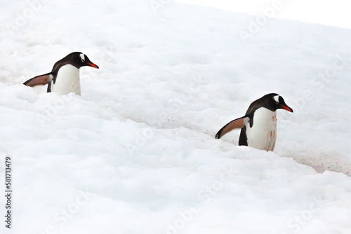 Two gentoo penguins (Pygoscelis papua) waddle along a penguin highway between nesting colony and the ocean to find food.