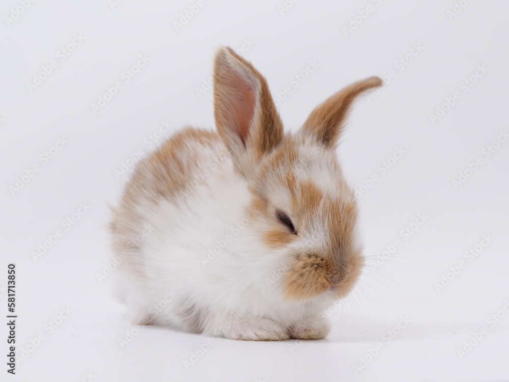 Easter Bunny in a festive Easter basket with colored eggs on a white background Easter Bunny in a festive Easter basket with colored eggs on a white background