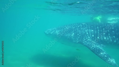 Closeup Of A Whale Shark Swimming In Baja California Sur, Mexico. underwater photo