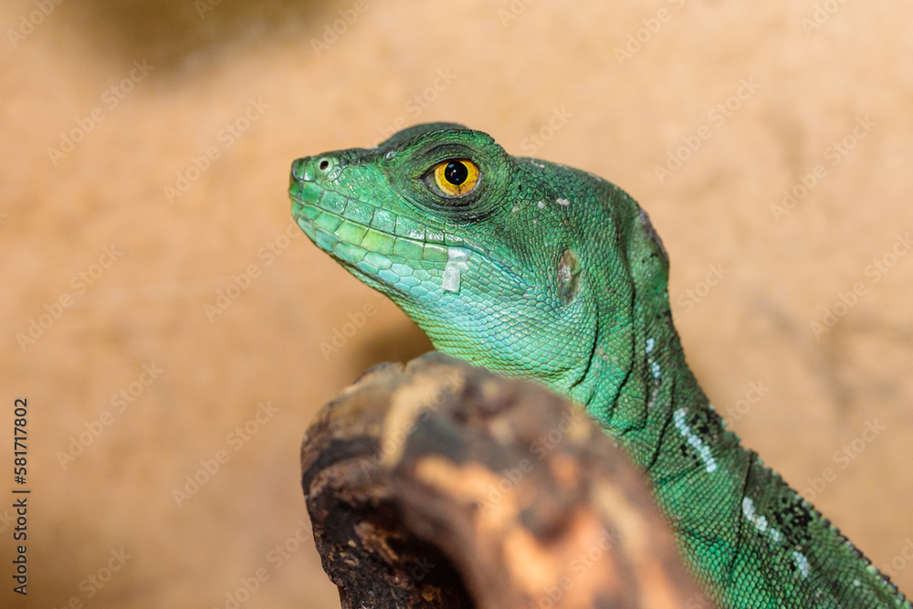 Fototapeta premium Basilisk helmeted in a terrarium. close-up. macro.
