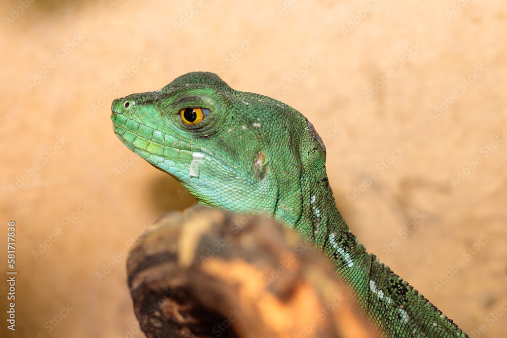 Fototapeta premium Basilisk helmeted in a terrarium. close-up. macro.