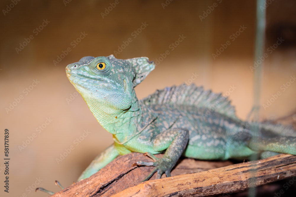 Fototapeta premium Basilisk helmeted in a terrarium. close-up. macro.