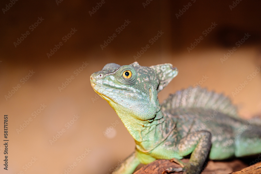 Basilisk helmeted in a terrarium. close-up. macro. Basilisk helmeted in a terrarium. close-up. macro.