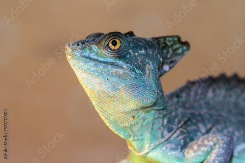 Basilisk helmeted in a terrarium. close-up. macro.