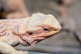 bearded dragon in a terrarium. close-up. macro.