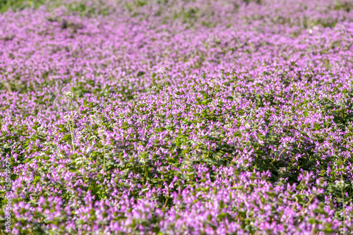 春の野に咲く一面のピンク色のホトケノザ © c11yg