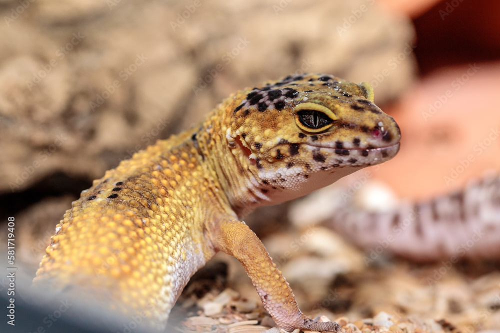 gecko in the terrarium. close-up. macro. gecko in the terrarium. close-up. macro.