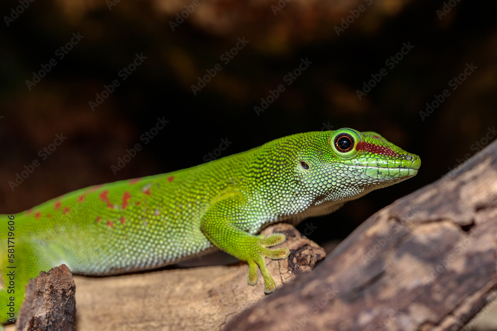 Madagascar day gecko in a terrarium. close-up. macro. Madagascar day gecko in a terrarium. close-up. macro.