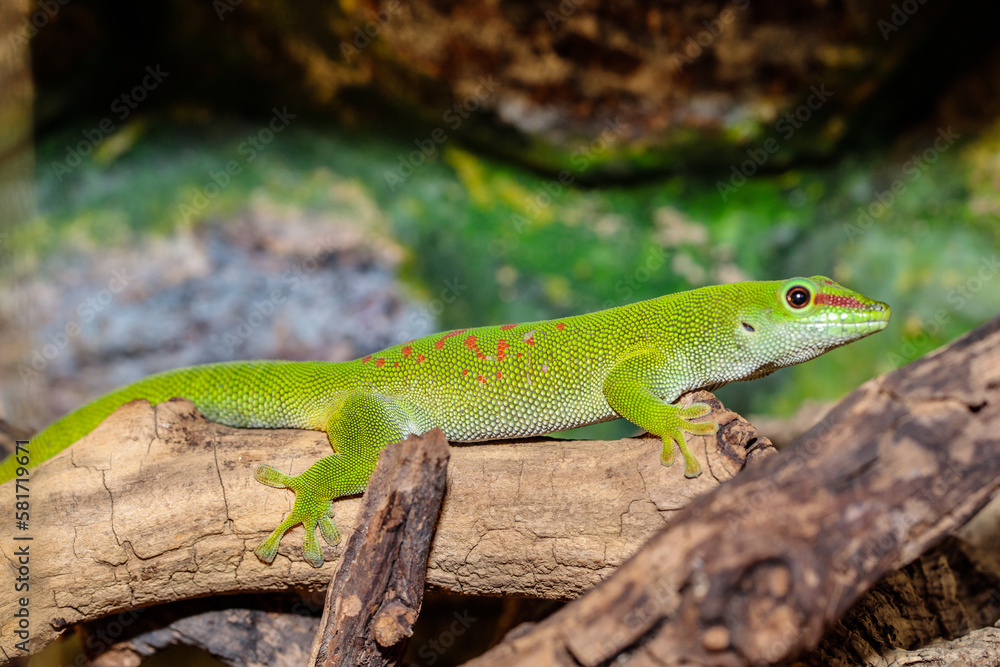 Fototapeta premium Madagascar day gecko in a terrarium. close-up. macro.