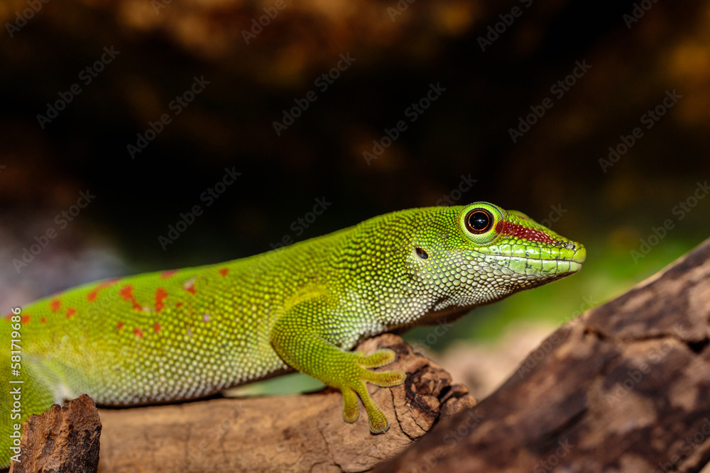 Madagascar day gecko in a terrarium. close-up. macro.