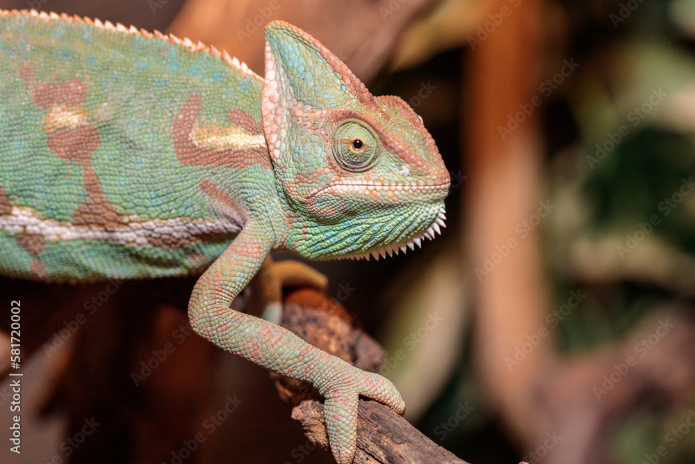 Fototapeta premium Yemeni chameleon in a terrarium. close-up. macro.