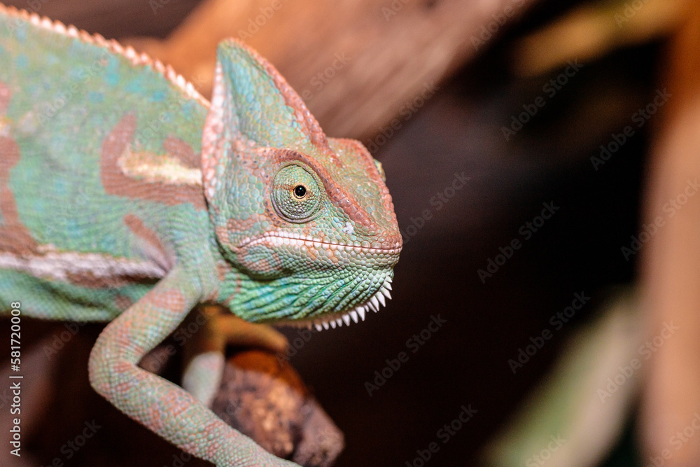 Obraz premium Yemeni chameleon in a terrarium. close-up. macro.