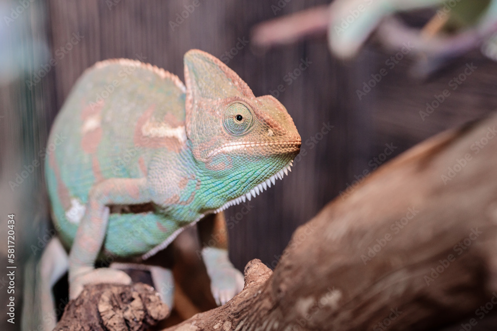 Yemeni chameleon in a terrarium. close-up. macro. Yemeni chameleon in a terrarium. close-up. macro.