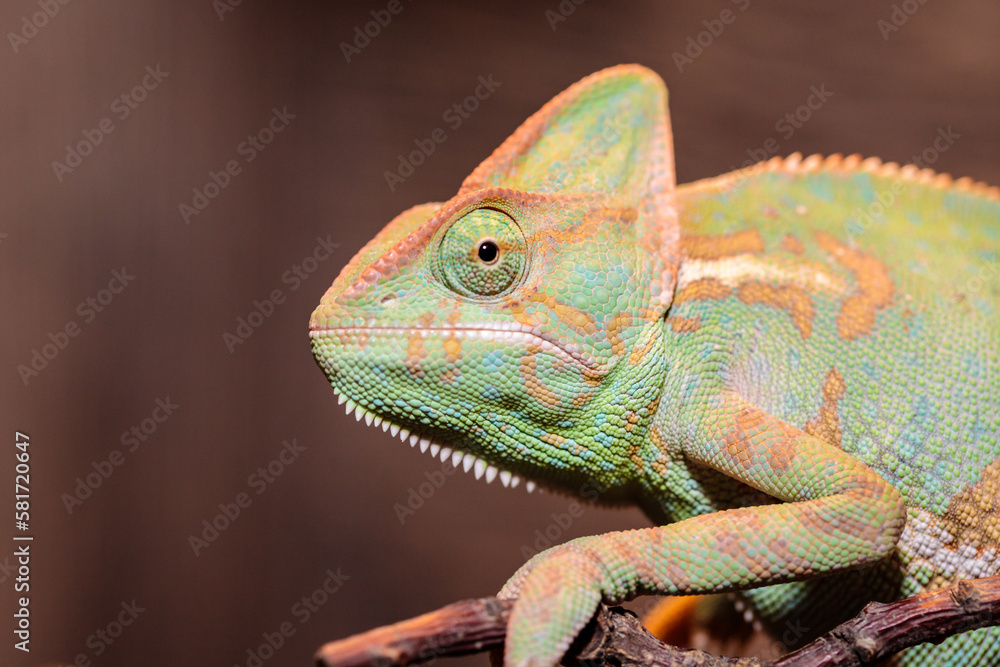 Yemeni chameleon in a terrarium. close-up. macro. Yemeni chameleon in a terrarium. close-up. macro.