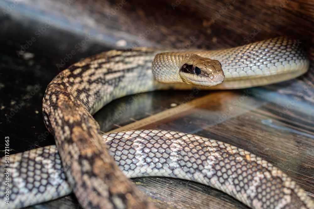 snake in a terrarium. close-up. macro. snake in a terrarium. close-up. macro.