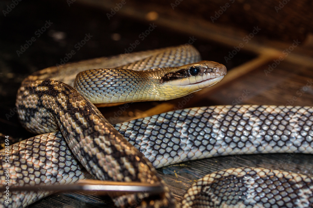 snake in a terrarium. close-up. macro. snake in a terrarium. close-up. macro.
