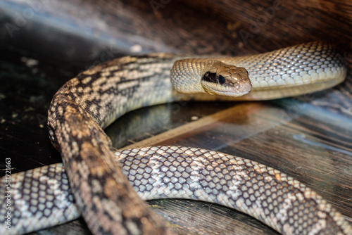 snake in a terrarium. close-up. macro.