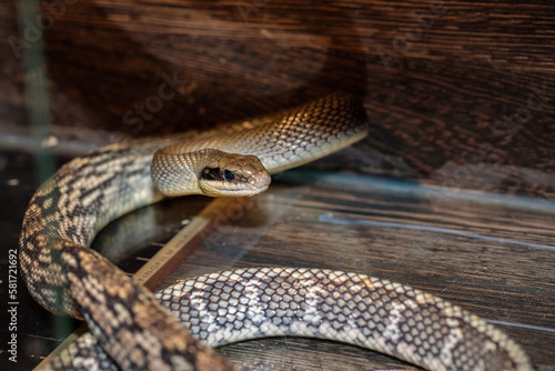 snake in a terrarium. close-up. macro.