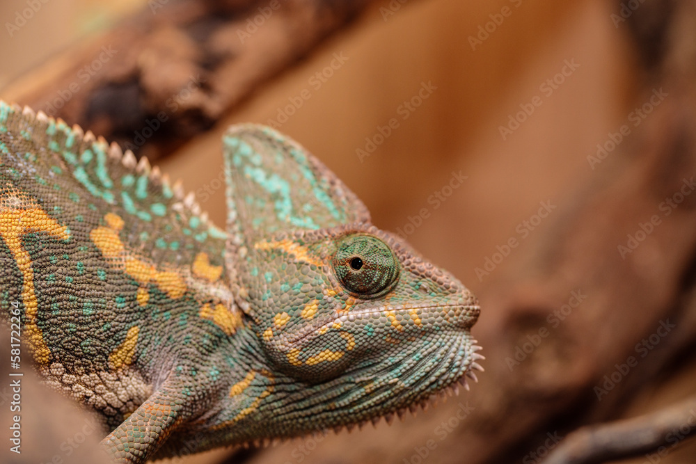 Fototapeta premium Yemeni chameleon in a terrarium. close-up. macro.