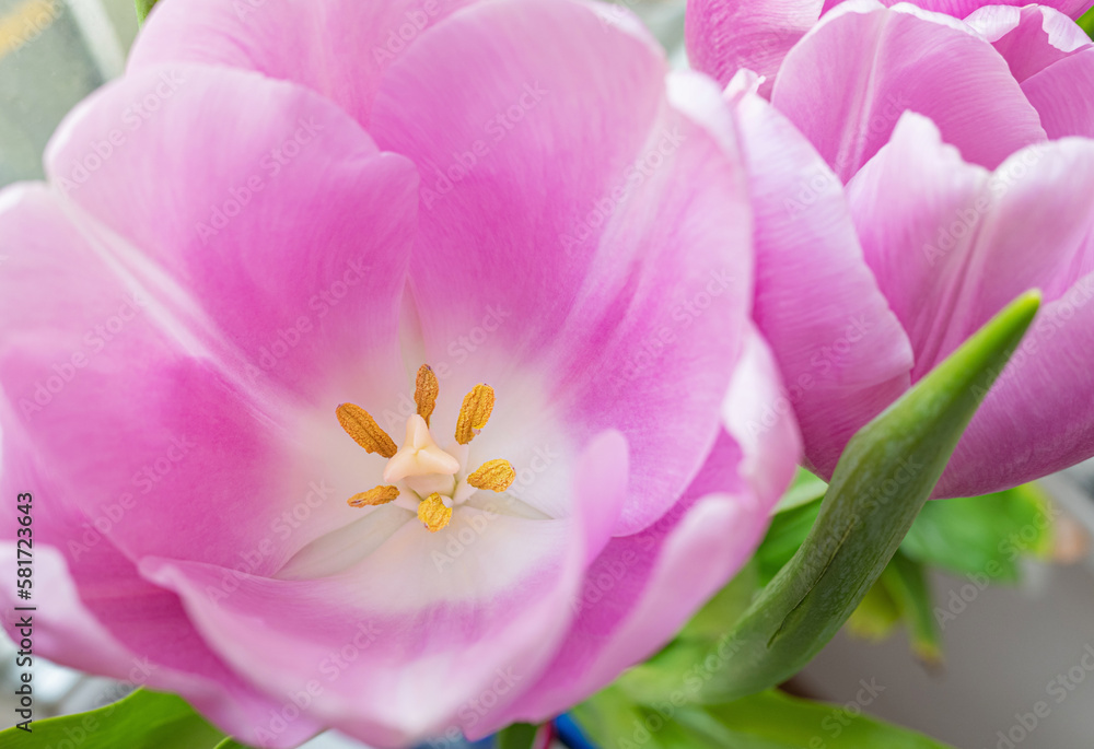 Close-up of pink tulip. Flower background image.