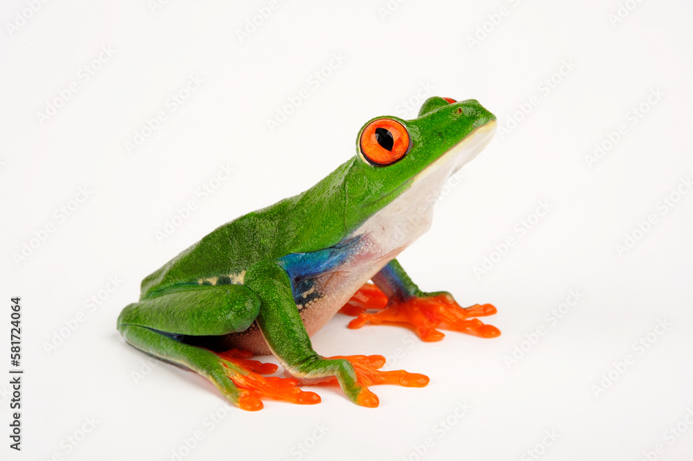 Fototapeta premium Rotaugenlaubfrosch // red-eyed tree frog (Agalychnis callidryas)
