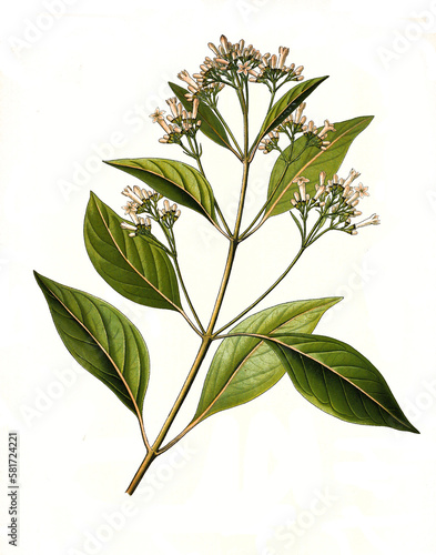 Heilpflanze  Chinarindenbaum  Cinchona officinalis