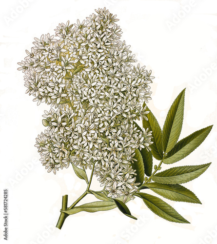 Heilpflanze, Kosobaum oder Kossobaum, Hagenia abyssinica ist die einzige Art der monotypischen Pflanzengattung Hagenia innerhalb der Familie der Rosengewächse photo