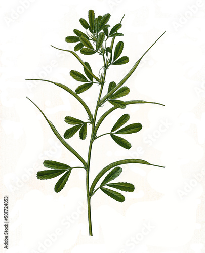 Heilpflanze, Bockshornklee,, Trigonella foenum-graecum, ist eine Pflanzenart in der Unterfamilie der Schmetterlingsblütler photo