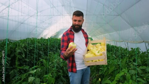 Organic greenhouse business. Farmer is standing with bucket of freshly picked yellow pepper in his greenhouse. Slow motion video.