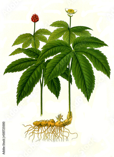 Heilpflanze, Kanadische Orangenwurzel, Hydrastis canadensis, auch Goldsiegelwurzel oder Kanadische Gelbwurz genannt photo