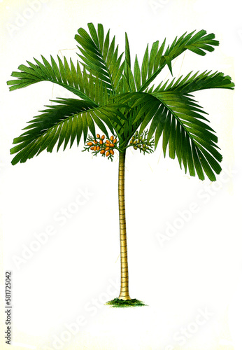 Heilpflanze, Betelnusspalme, Areca catechu, auch Betelpalme, Katechupalme oder Arekapalme genannt, Pflanzenart aus der Familie der Palmengewächse photo